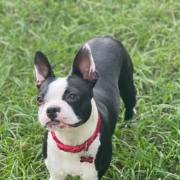 Boston Terriers from RCR Bulldogs