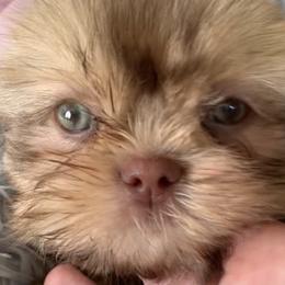 Shih Tzu Puppies from Mosley Kennel Shih Tzu
