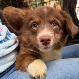 Jak - Liver and white male American Corgi puppy in Grants Pass, Oregon from KnR Antler Dogs