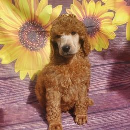 Poodles from Princetin Poodles