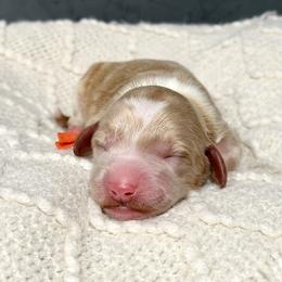 Orange - Apricot male Australian Labradoodle puppy in Auburn, Washington from West Valley Labradoodles