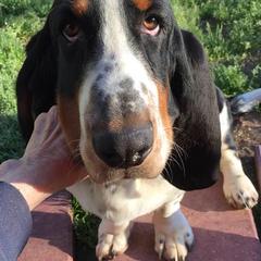 Basset Hounds from Obies Bassets