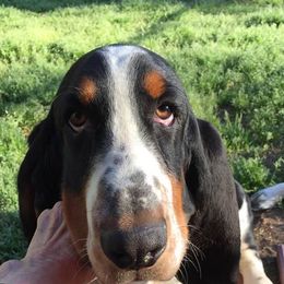 Basset Hounds from Obies Bassets