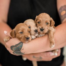 German Shepherd, Goldendoodle, and Golden Retriever Puppies from Silver Pines Pups