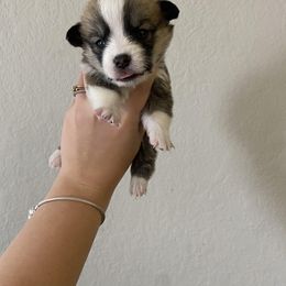Pembroke Welsh Corgi Puppies from Starrs Soda Factory