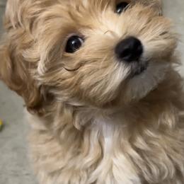 Maltese and Maltipoos from Chez Lexi Kennels