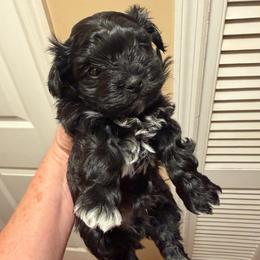 Boy 2 - Black male Russian Tsvetnaya Bolonka puppy in Peabody, Kansas from SouthFork Ranch