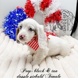 Peep - Dapple female Dachshund puppy in Prairieville, Louisiana from Southern Barron Danes & Dachshunds