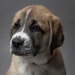 Anatolian Shepherd Dog Puppies from Fiddler’s Dream Anatolians