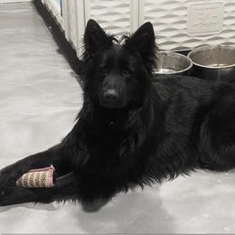 Raina - Black female German Shepherd puppy in Newtown, Connecticut from Von Tiffany Haus