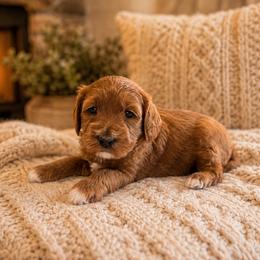 Alexandria - Red  female Goldendoodle puppy in Floyd, Virginia from Hearts and Paws Poodles and Doodles