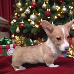Sable Bluie Male - Blue male Pembroke Welsh Corgi puppy in Unicoi, Tennessee from East Tennessee Clark Corgis