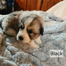 Boys 1 and 2 - White and badger male Great Pyrenees puppy in Yucaipa, California from Rusty Horse Ranch Great Pyrenees