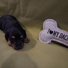 Leonardo - Black and tan male Dachshund puppy in Quemado, New Mexico from TNT Dachshunds