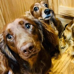 Dachshunds from Long & Low Miniature Dachshunds
