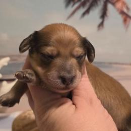 Boy 1 - Cream male Dachshund puppy in Romney, Indiana from Brown's Valley Dachshunds