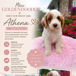 Athena - Parti female Goldendoodle puppy in Ottawa, Ohio from Simply Beautiful Goldendoodles