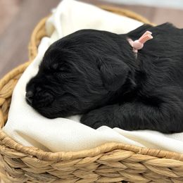 Cassie-roll - Black female Giant Schnauzer puppy in Collinsville, Mississippi from Hillside Kennels
