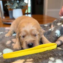Yellow girl - Golden female Golden Retriever puppy in Macy, Indiana from Macy Golden Meadows
