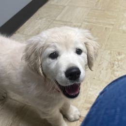 Golden Retriever Puppies from Dale Hollow Goldens