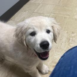 Golden Retriever Puppies from Dale Hollow Goldens