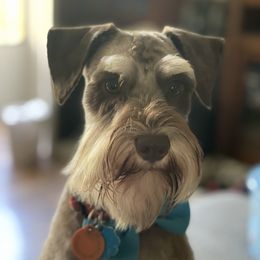 Buddy - Miniature Schnauzer