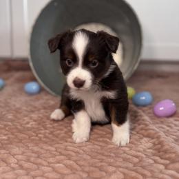 Miniature Australian Shepherd Puppies from Spruce It Up