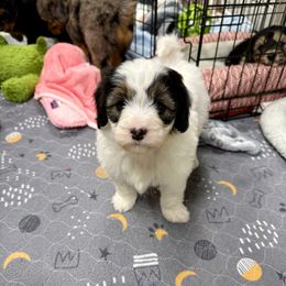Megan - Black and white female Aussiedoodle puppy in Heber City, Utah from Junipersdoodles