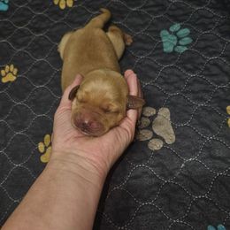 Astraea - Yellow female Labrador Retriever puppy in Elloree, South Carolina from Moonlight Kennels LLC