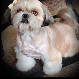 Shih Tzu Puppies from Shantii's Shih Tzu's