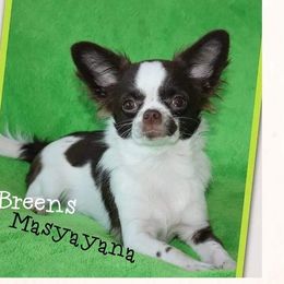 Masyayana - Chihuahua