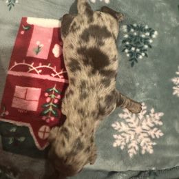 Dachshund Puppies from Garland Weens