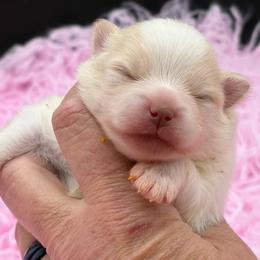 Coconut - Cream parti female Pomeranian puppy in Franklin, North Carolina from A&J Cutie Pawtooties
