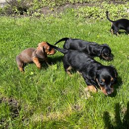 Dachshund Puppies from Cromwell Cogsworth Dachshunds of South West Michigan
