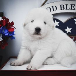 Border Collie, Bordoodle, and Maremma Sheepdog Puppies from 2J 2K Border Collies