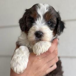 Peanut - Tri-color male Bernedoodle puppy in Modesto, California from Central Valley Canine Companions