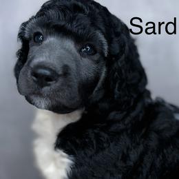 Poodle Puppies from Grace Poodles