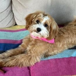 Goldendoodles, Maltese, Maltipoos, and Poodles from Dream Paws Puppies, LLC