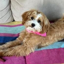 Goldendoodles, Maltese, Maltipoos, and Poodles from Dream Paws Puppies, LLC