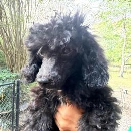 Lacy - Parti female Poodle puppy in Florence County, South Carolina from Modern Family Standards