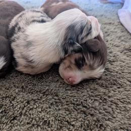 Australian Shepherd Puppies from Blosenski Aussies