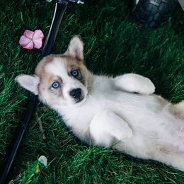 Pomsky Puppies from L&LPomskyPuppies