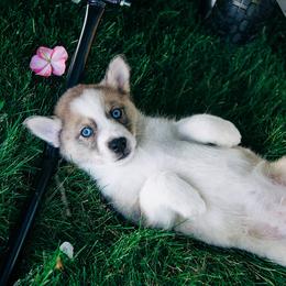 Pomsky Puppies from L&LPomskyPuppies