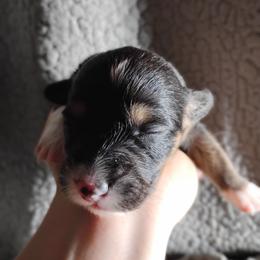 Black collar - Black and tan male Pembroke Welsh Corgi puppy in Yelm, Washington from Tolbolton Creek Corgis