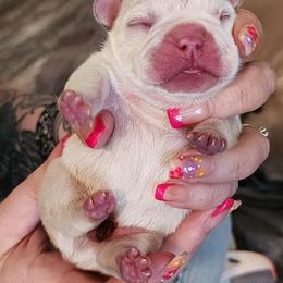 French Bulldog and Rottweiler Puppies from Riggs Blue Collar Rottweilers Von Haus Duxi