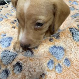 Dachshund Puppies from Witchy Woman’s Wiener’s