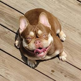 Cookie - French Bulldog