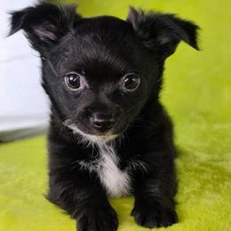 Aladdin - Black male Chihuahua puppy in West New York, New Jersey from Pixie’s Magical Puppies