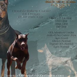 Drake - Doberman Pinscher