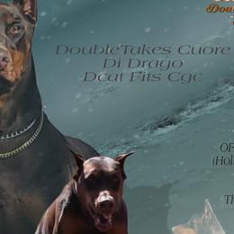 Drake - Doberman Pinscher